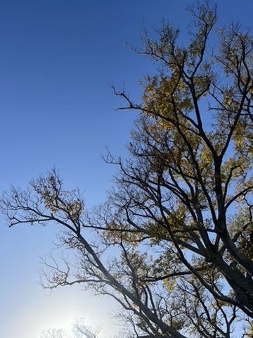秋晴れ🍁🍂